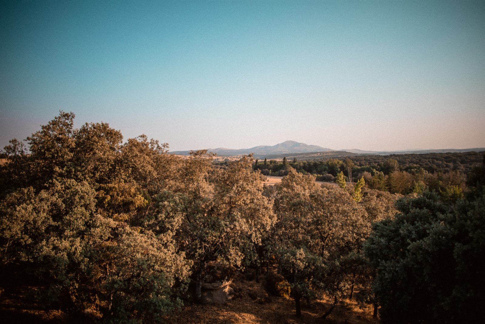 Monte y dehesa al atardecer, el entorno natural del que vienen nuestros productos